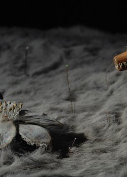 Forest this flower bloom