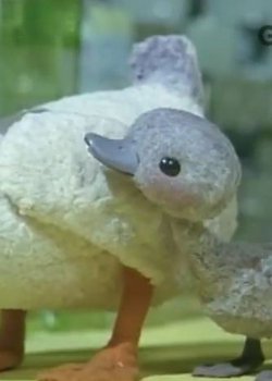 Copertina di Minikui Ahiru no Ko