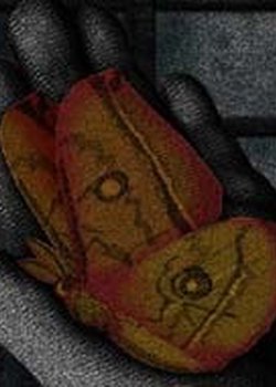 Copertina di A Place Where There Are Moths